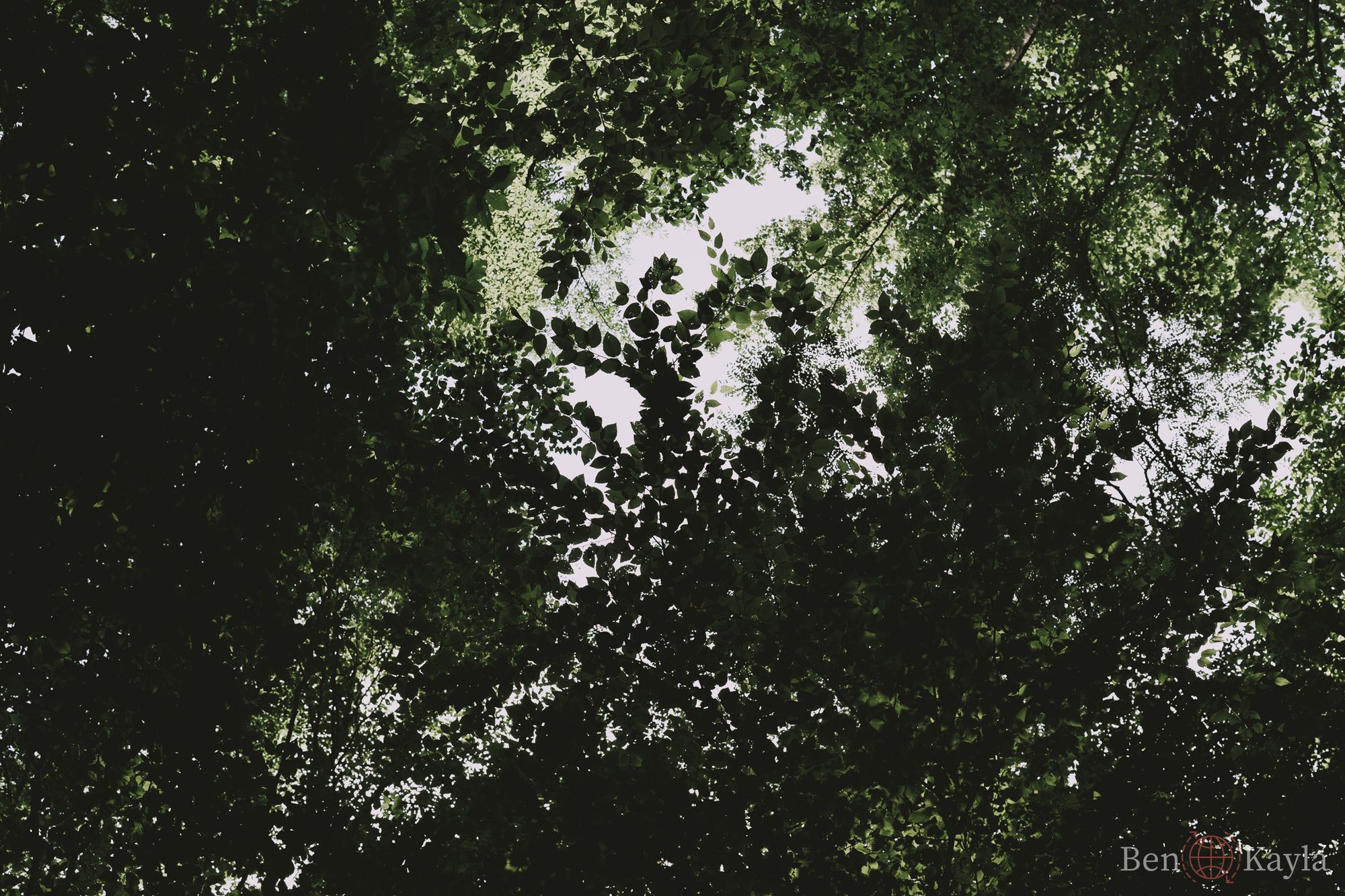 Tree Cover