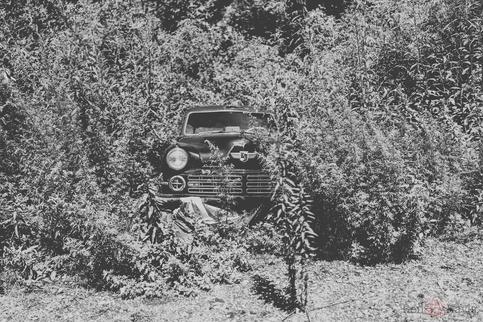Car in Bush