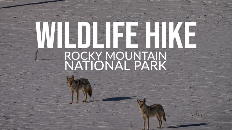 Wildlife Hike RMNP | Colorado Day 4